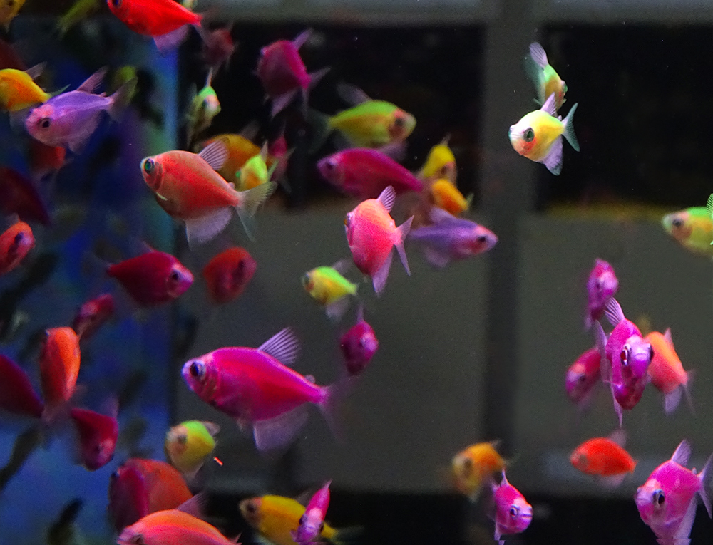 Флуоресцентные рыбки