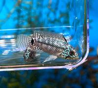 Апистограмма Голубая Сталь  Apistogramma sp. Blue Steel”