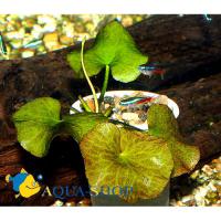 Нимфоидес водный (Болотноцветник водный, Водяной банан)  Nymphoides aquatica