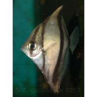 Монодактил темный (Полосатая ласточка) - морской  Monodactylus sebae (Psettus sebae)