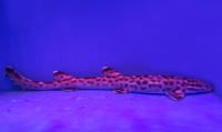 Акула кошачья коралловая австралийская (мраморная)  Atelomycterus macleayi