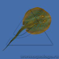 Хвостокол синепятнистый рифовый, Тэниура-лимма  Taeniura lymma (T.limna)