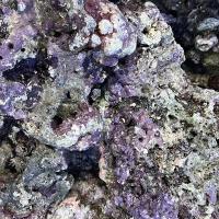 Камни Живые (Индонезия) 1 кг MLive rocks