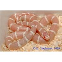 Королевская змея обыкновенная калифорнийская Albino  Lampropeltis getula californiae var. Albino