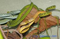 Плетевидная змея зеленая (Индонезия) WC  Ahaetulla prasina