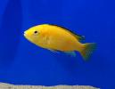 Лабидоxромис церулиус - желтый MLabidochromis caeruleus var. "Yellow"