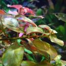 Людвигия болотная (пучок) MLudwigia palustris