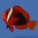 Клоун френатус (томатный красный) SAmphiprion frenatus