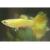 Гуппи желтый MPoecilia reticulata var. | Цена: 140 | На складе 20 шт.