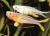Попондетта фурката  Pseudomugil furcatus (Popondetta furcata)