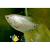 Гурами обыкновенный белый STrichogaster trichopterus - var. | Цена: 95 | На складе 6 шт.