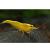 Креветка пресноводная "Желтый огонь" MNeocaridina heteropoda var. "Yellow Fire" | Цена: 195 | На складе 1 шт.