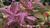 Гигрофила многосемянная Ярко-розовая  Hygrophila polysperma Rosanervig