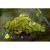 Сальвиния плавающая MSalvinia natans | Цена: 150 | На складе 3 шт.