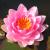 Кувшинка Мадам Вилфрон Гоннер (розовая) MNymphaea Mdm Wilfron Gonnere (pink) | Цена: 550 | На складе 4 шт.