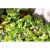 Гиацинт водяной MEihornia crassipes | Цена: 295 | На складе 3 шт.