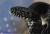 Королевская змея черная (самец)  Lampropeltis getula nigrita