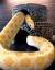 Королевская змея красивобрюxая Albino  Lampropeltis calligaster var. Albino