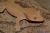 Геккон новокаледонский реснитчатый  Correlophus (Rhacodactylus) ciliatus