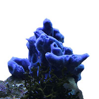 Морские губки <br><i>Porifera</i>