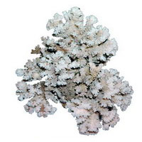Натуральные кораллы и раковины